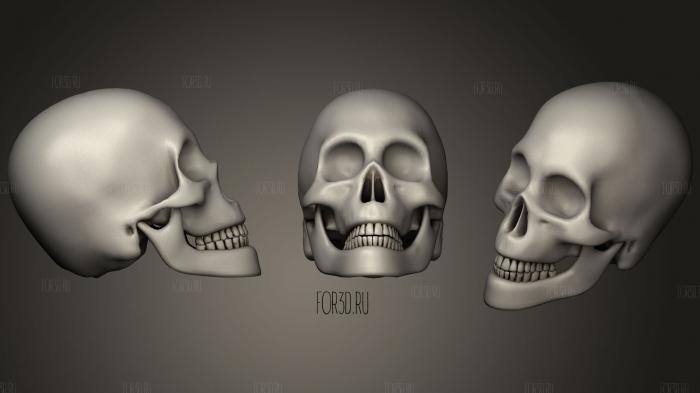Human Male Skull42 stl model for CNC